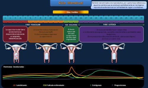 Por que nem todas as fêmeas menstruam? ….