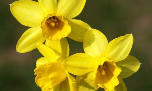 O Poder das Flores – O Povo Flor