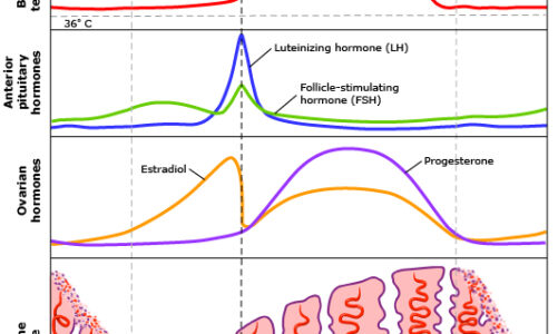 Equilíbrio hormonal da mulher 2 – A importância da Progesterona